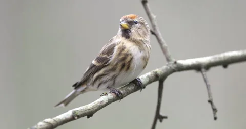 Lesser Redpoll (Acanthis cabaret) perching. United Kingdom. Stock Footage 254407694