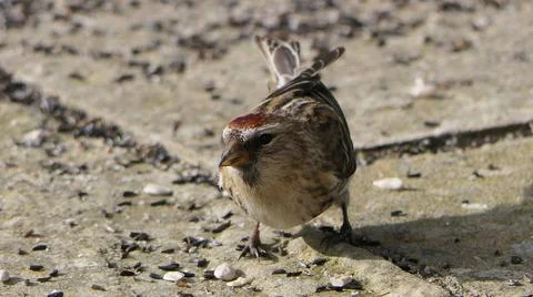 Lesser redpoll feeding from the ground Foto stock