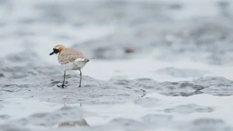 Lesser Sand Plover extracting a ragworm from the sand and eating it Stock Footage 338172736