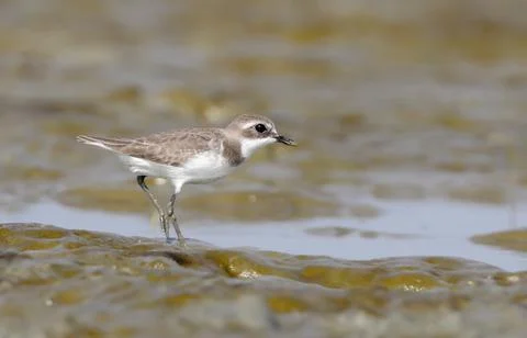 Lesser sand plover. Stock Photos