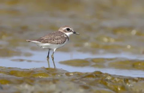 Lesser sand plover. Stock Photos