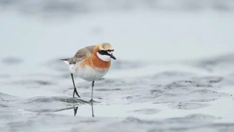 Lesser Sand Plover summer plumage foraging Stock Footage 338172874