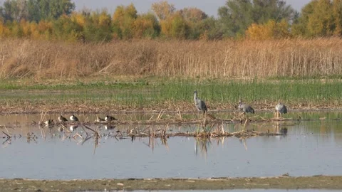 Lesser Sandhill Cranes Stock Footage 133459228