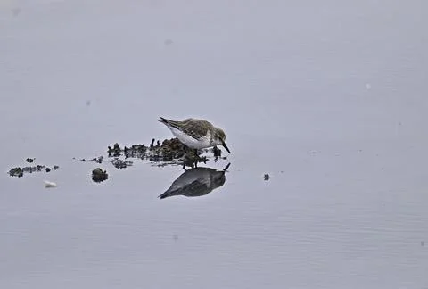 Lesser Sandpiper Stock Photos