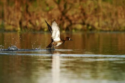 Lesser Scaup - Aythya affinis taking off from river surface, Cano Negro, Cost Stock Photos