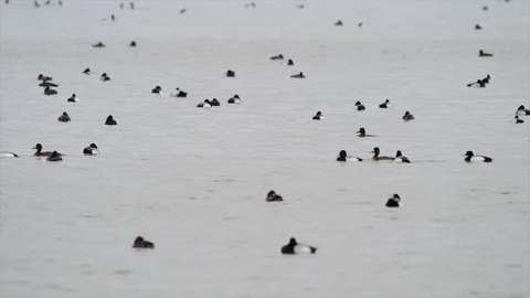Lesser Scaup flock 動画素材 128142209
