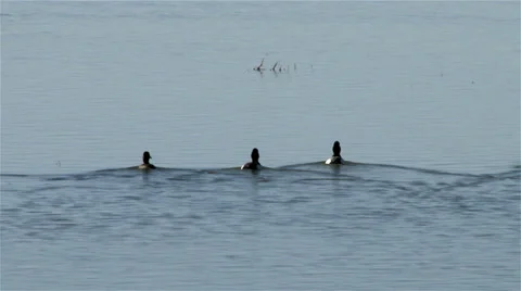 Lesser Scaup Stock Footage 36826463