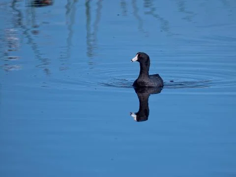 Lesser Scaup Stock Photos