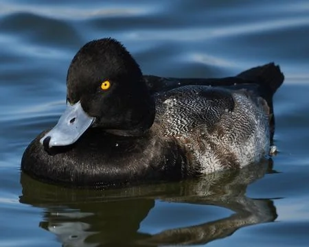 Lesser Scaup Stock Photos