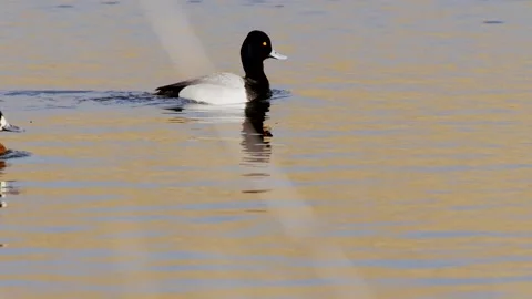 Lesser Scaups in slo-motion at sunset, 2k Stock Footage 152858900