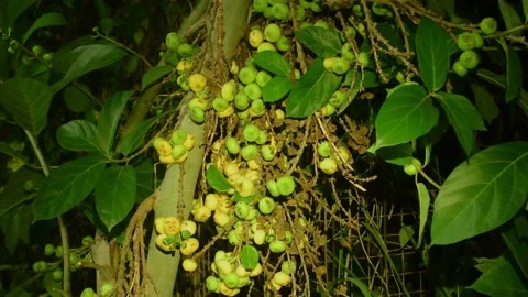 Lesser Short-nosed fruit bat, Malaysia Stock Footage 202064786
