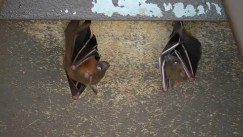 Lesser Short-Nosed Fruit Bat Stock Footage 300761106