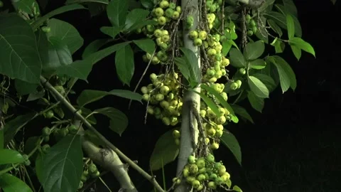 Lesser Short-nosed fruit bat, Malaysia Stock Footage 314842216