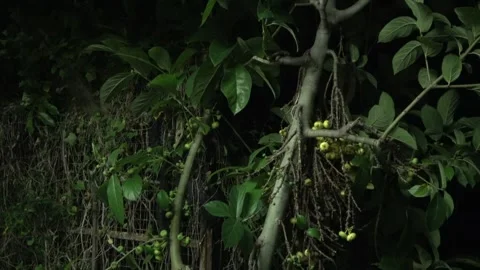 Lesser Short-nosed fruit bat, Malaysia Stock-Footage 314968454