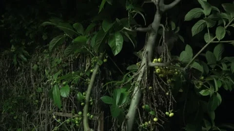 Lesser Short-nosed fruit bat, Malaysia Stock Footage 314968456