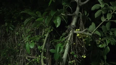 Lesser Short-nosed fruit bat, Malaysia Stock Footage 314968465