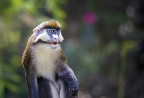 Lesser spot-nosed monkey (Cercopithecus petaurista) A single lesser spot-n... Stock Photos