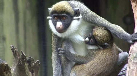 Lesser Spot-Nosed Monkey Female Adult Young Walking Crawling Winter 스톡 동영상 43127413