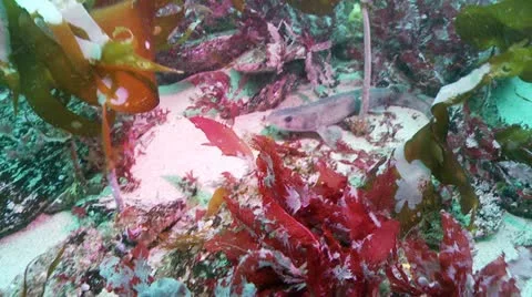 Lesser spoted dogfish w:a 스톡 동영상 12454795