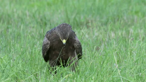 Lesser spotted eagle Aquila pomarina close up in summer is hunting on the ground Stock Footage 170759696