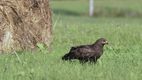 Lesser spotted eagle Aquila pomarina in spring is eating on the ground. Stock Footage 191643422