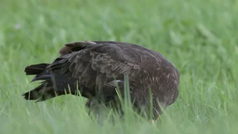 Lesser spotted eagle Aquila pomarina close up in spring is eating on the ground. Stock Footage 194165582