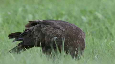Lesser spotted eagle Aquila pomarina close up in spring is hunting on the ground Stock Footage 194939349