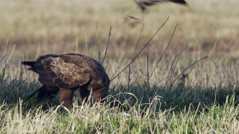 Lesser spotted eagle Aquila pomarina in spring on the ground. Eat dead bird. Stock Footage 202299312