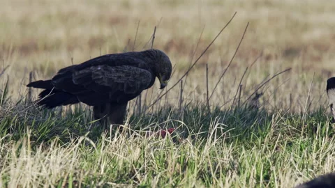 Lesser spotted eagle Aquila pomarina. Sitting on the ground and eat. Stock Footage 231899042