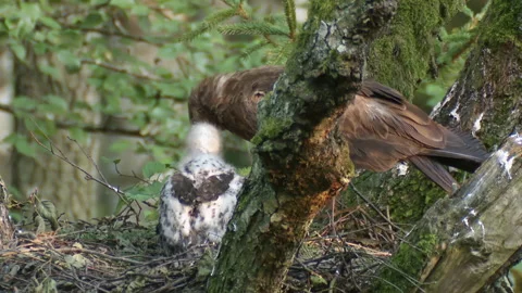 Lesser spotted eagle Aquila pomarina in nest with chick, in old natural forest. Stock-Footage 233028629