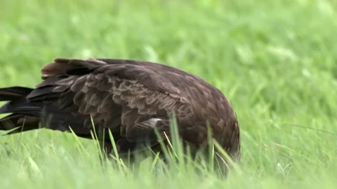 Lesser spotted eagle Aquila pomarina close up in sprng is eating on the ground. Stock Footage 233724848
