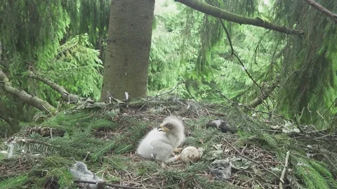 Lesser spotted eagle bird nest with a chick and egg, Clanga pomarina Stock Footage 278076856