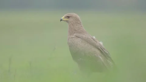 Lesser spotted eagle bird of prey Clanga pomarina Stock Footage 311566263