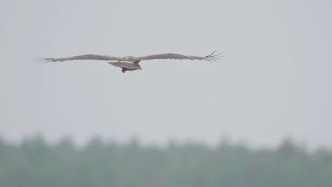 Lesser spotted eagle bird of prey flying, Clanga pomarina Stock Footage 311566285