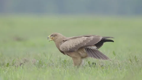 Lesser spotted eagle bird of prey Clanga pomarina Stock Footage 311566300