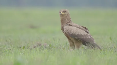 Lesser spotted eagle bird of prey Clanga pomarina Stock Footage 311566302