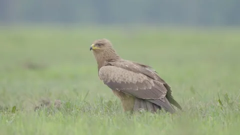 Lesser spotted eagle bird of prey Clanga pomarina Stock Footage 311566307