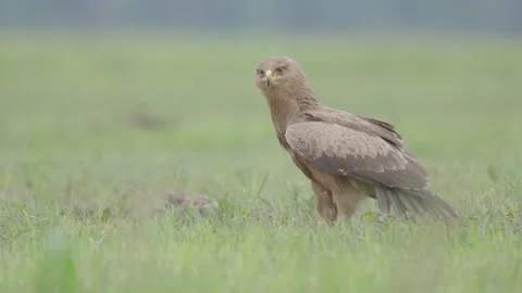 Lesser spotted eagle bird of prey Clanga pomarina Stock Footage 311566309