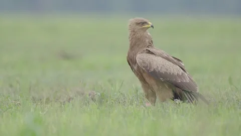Lesser spotted eagle bird of prey Clanga pomarina Stock Footage 311566315