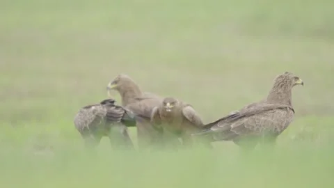 Lesser spotted eagle bird of prey Stock Footage 344207168