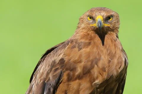 Lesser spotted eagle bird of prey, Clanga pomarina Stock Photos