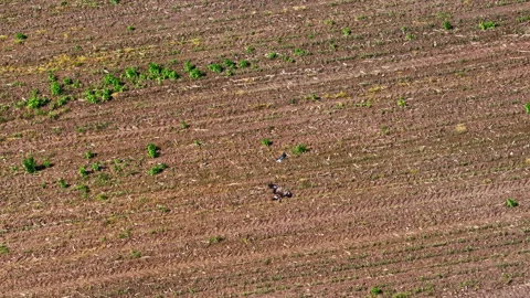 Lesser spotted eagle descends toward prey while hunting over dense summer Stock Footage 313868284