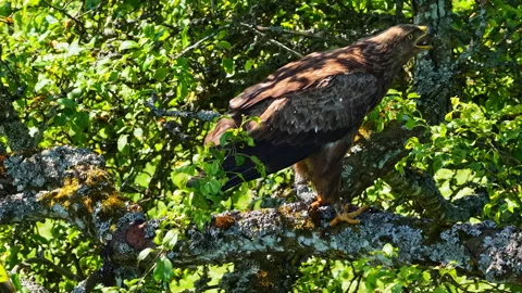 Lesser Spotted Eagle Eating Prey on Tree Branch in Latvia Forest Stock Footage 313852620