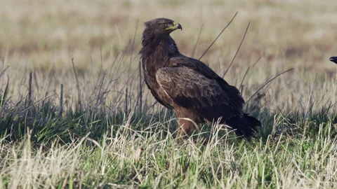 Lesser spotted eagle eats on the ground. Stock Footage 170446883