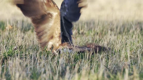 Lesser spotted eagle eats on the ground. Stock Footage 170447909