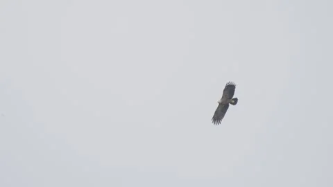 Lesser spotted eagle in flight, bird of prey flying in sky Stock Footage 344206688