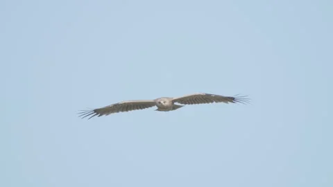 Lesser spotted eagle in flight in slow motion, bird of prey flying Stock Footage 276607259