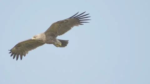 Lesser spotted eagle in flight in slow motion, bird of prey flying Stock Footage 276607286