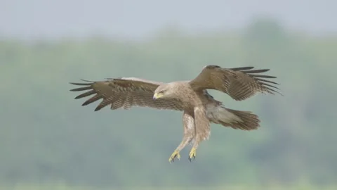 Lesser spotted eagle in flight in slow motion, bird of prey flying Stock Footage 276607296