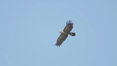 Lesser spotted eagle in flight in slow motion, bird of prey flying Stock Footage 276704767